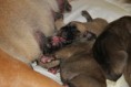 /album/nest-a/a168834-484438768239431-452945587-n-jpg/