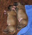 /album/nest-a/a538559-485623868120921-117385908-n-jpg/