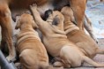 /album/nest-a/a487281-503358479680793-106737864-n-jpg/