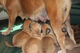 /album/nest-a/a531594-498755286807779-162275668-n-jpg/
