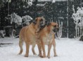 /album/brutus/a73249-565636700119637-321631973-n-jpg/