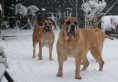 /album/brutus/a483624-565638153452825-1539592626-n-jpg/