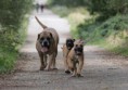 /album/brutus/a100-jpg/