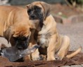 /album/nest-a/a217645-511425942207380-1908113796-n-jpg/