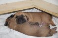 /album/nest-a/a293879-493942330622408-1928772019-n-jpg/