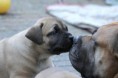 /album/nest-a/a376817-503736196309688-25543873-n-jpg/