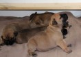 /album/nest-a/a395980-491636504186324-458515548-n-jpg/