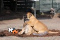 /album/nest-a/a531024-511426685540639-1839703103-n-jpg/