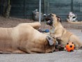 /album/nest-a/a555709-516050271744947-1958925353-n-jpg/