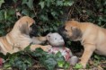 /album/nest-a/a559116-502418279774813-1227650657-n-jpg/