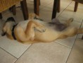 /album/nestgenoten/a564218-347463102004460-656146679-n-jpg/