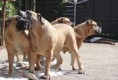 /album/brutus/a485643-654927714523868-193430338-n-jpg1/