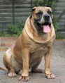 /album/brutus/a325415-294988307184479-26899183-o-jpg/