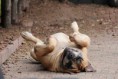 /album/brutus/a11259027-1118113991538569-330320286-n-jpg/